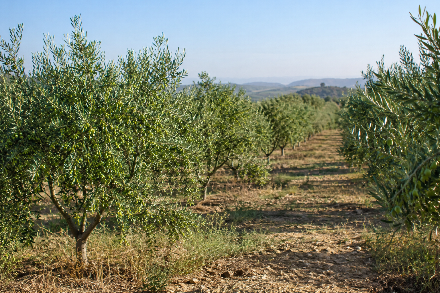 Aceite de Oliva Virgen Extra Premium Hacienda Lara alberquina - Imagen 3